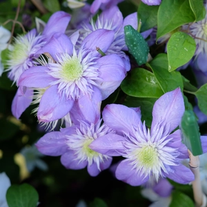 Clematis 'Blue Light'