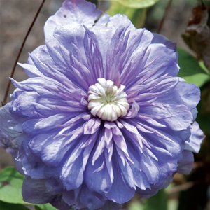 Clematis 'Blue Light'
