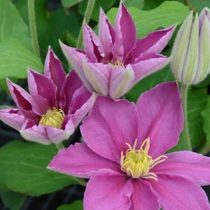 Picture - Raymond J. Evison Ltd.