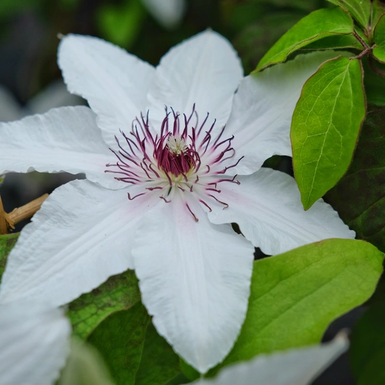 Clematis Boulevard Patio 'Countess Of Wessex'