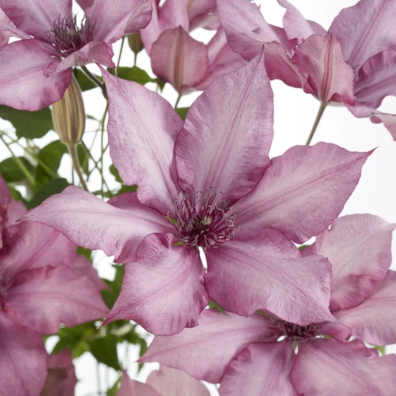 Clematis Boulevard Patio 'Giselle'