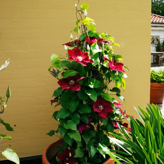 Clematis Boulevard Patio 'Jie' - image 3