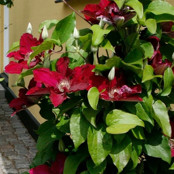 Clematis Boulevard Patio 'Jie' - image 2