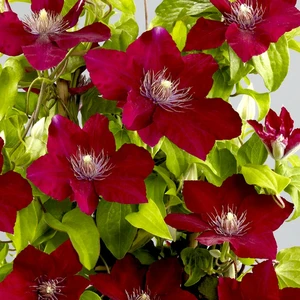 Picture Credit - Kernock Park Plants