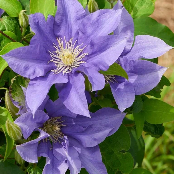Picture - Raymond Evison Clematis