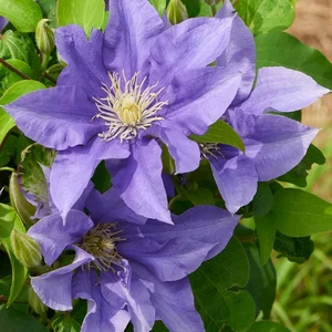 Picture - Raymond Evison Clematis