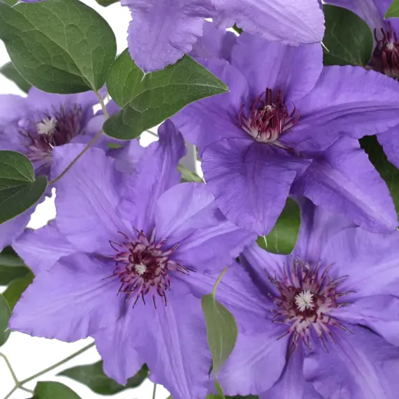 Clematis Boulevard Patio 'Parisienne'