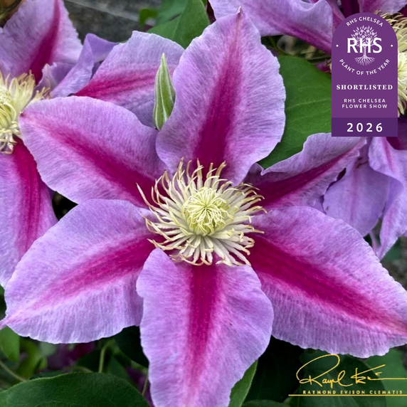 Picture Credit - Raymond Evison Clematis