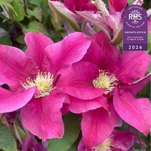 Picture Credit - Raymond Evison Clematis