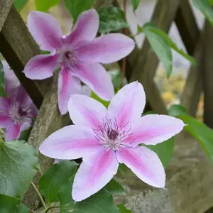 Picture - Kernock Park Plants