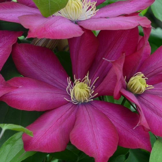 Picture Credit - New Leaf Clematis