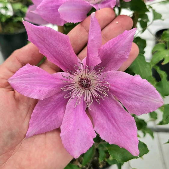 Picture Credit - Raymond Evison Clematis