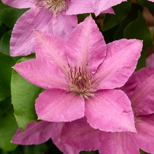 Picture Credit - Raymond Evison Clematis