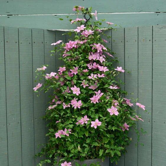 Clematis 'Bridgewater' - image 4