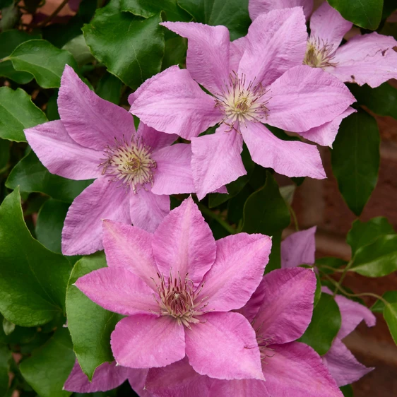 Picture Credit - Raymond Evison Clematis