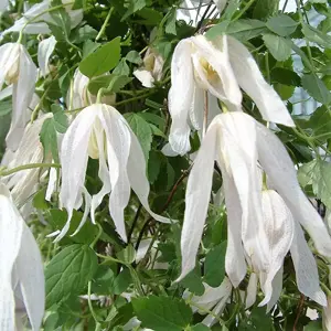 Clematis alpina 'Broughton Bride'