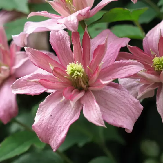 Clematis montana 'Broughton Star'