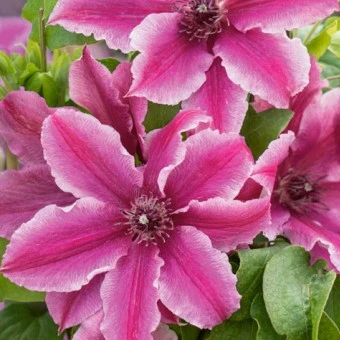Clematis 'Carnaby' - image 2