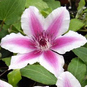 Clematis 'Carnaby' - image 1