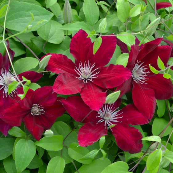 Picture Credit - New Leaf Clematis