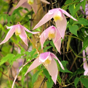 Clematis alpina 'Constance'