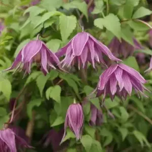 Clematis macropetala 'Cragside' 2L