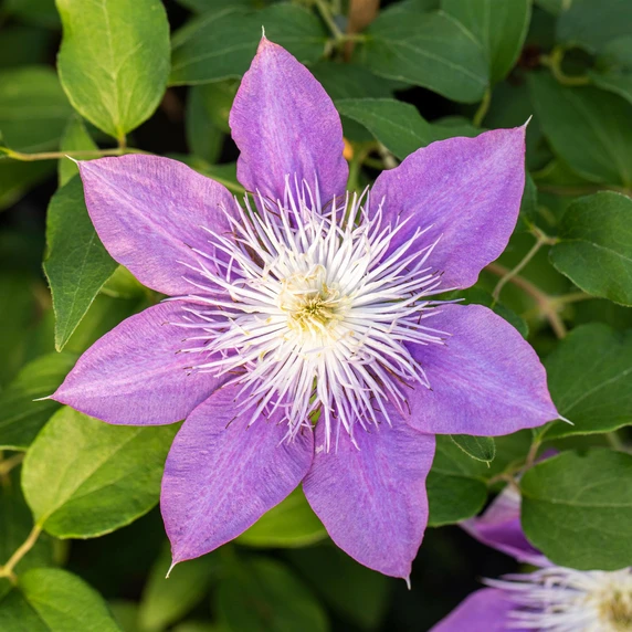 Clematis 'Crystal Fountain'