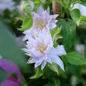 Clematis patens 'Dancing King' - image 2