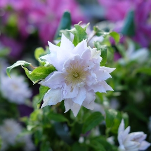 Clematis 'Dancing King'