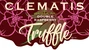 Clematis Double Raspberry Truffle