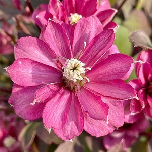 Picture Credit - Genesis Plant Marketing