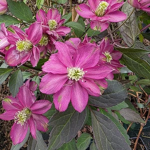 Picture Credit - Genesis Plant Marketing