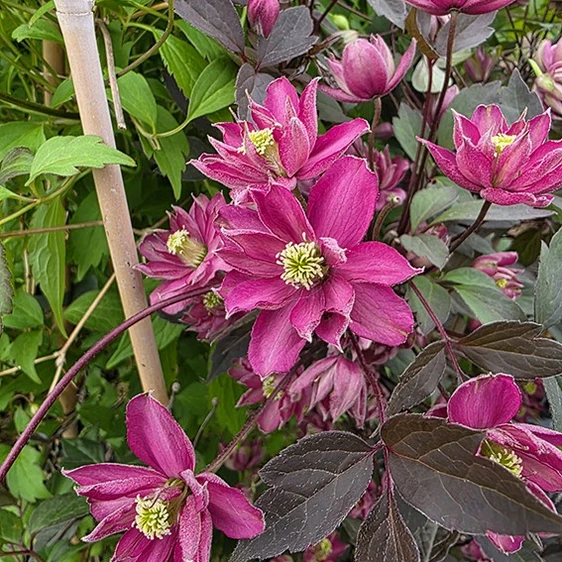 Picture Credit - Genesis Plant Marketing