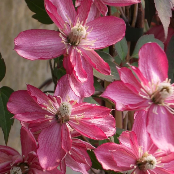 Picture Credit - Genesis Plant Marketing