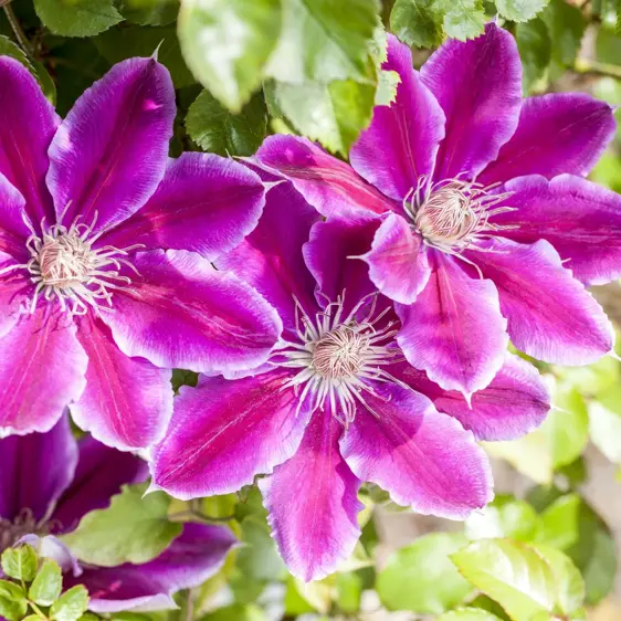 Clematis 'Dr Ruppel'