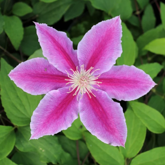 Picture Credit - New Leaf Clematis