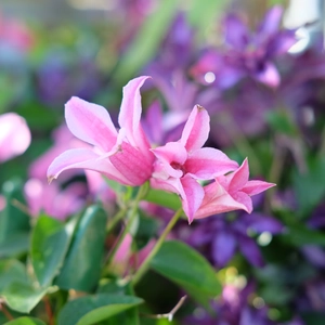 Clematis 'Duchess Of Albany'