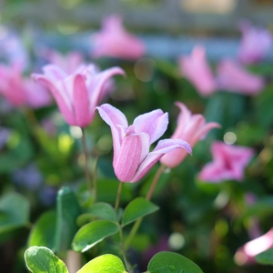 Clematis texensis 'Duchess Of Albany' - image 2