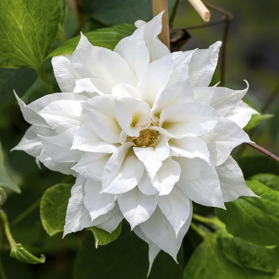 Clematis 'Duchess of Edinburgh'