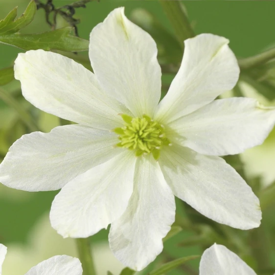 Clematis x cartmanii 'Early Sensation' - image 2