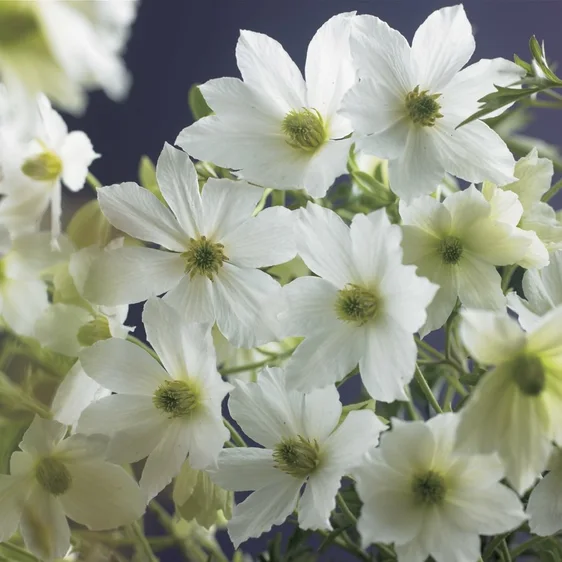 Clematis x cartmanii 'Early Sensation' - image 1