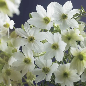 Clematis x cartmanii 'Early Sensation' - image 2