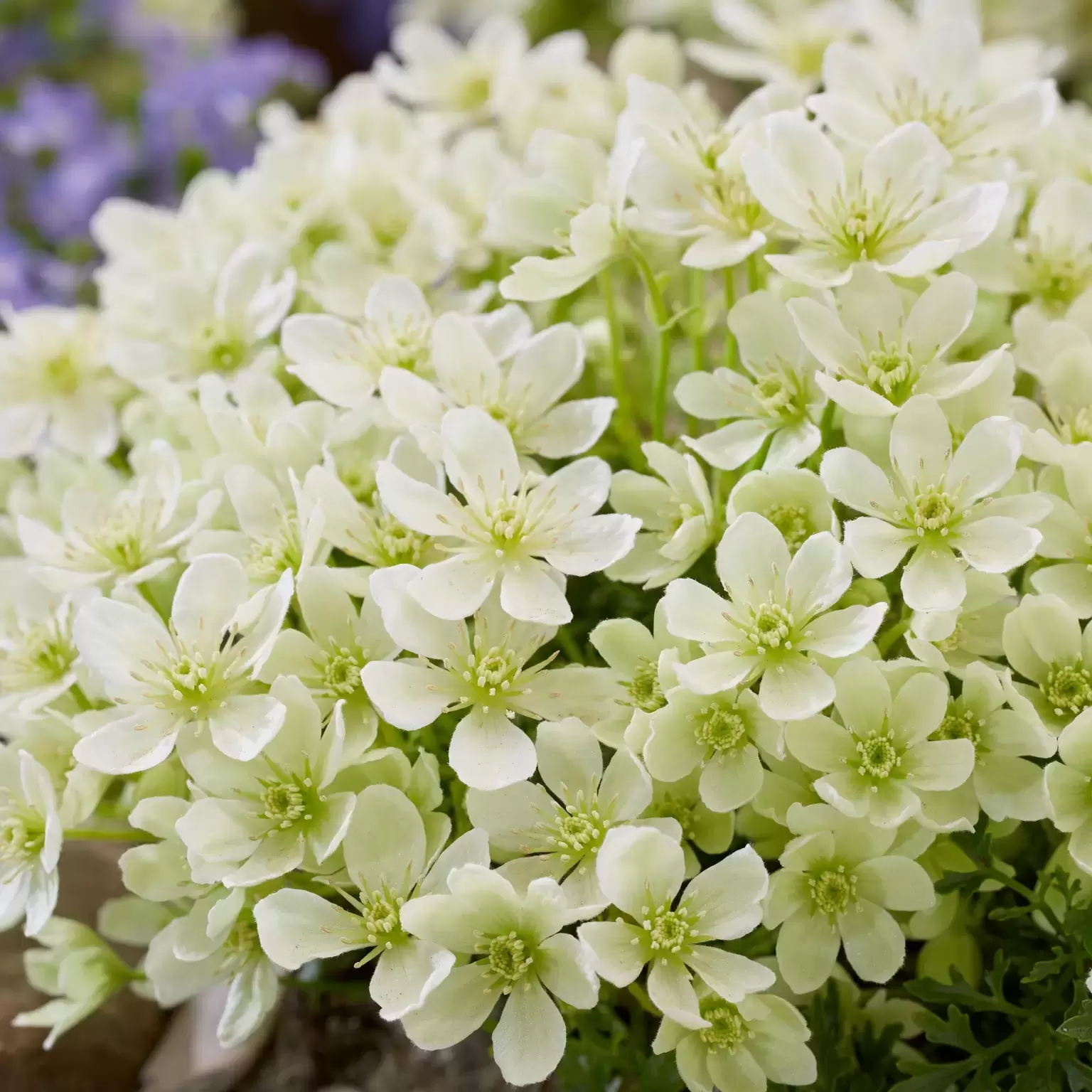 image of Clematis 'Emerald Dream'