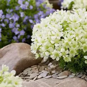 Clematis 'Emerald Dream' - image 5