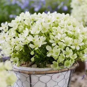 Clematis 'Emerald Dream' - image 2