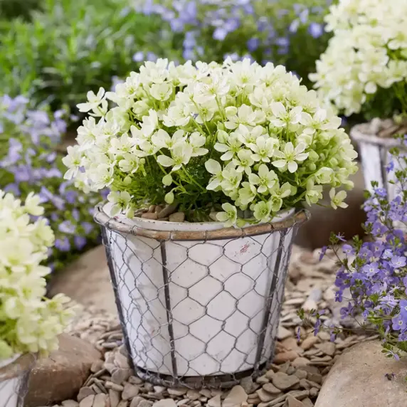 Clematis 'Emerald Dream' - image 3