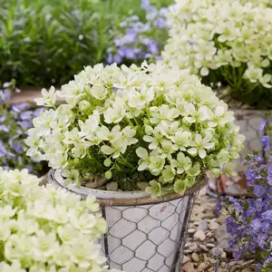 Clematis 'Emerald Dream' - image 4