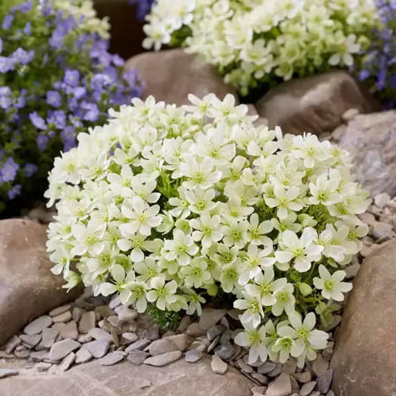 Clematis 'Emerald Dream' - image 6