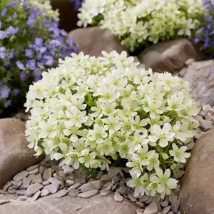 Clematis 'Emerald Dream' - image 6