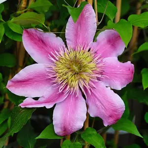 Clematis 'Empress'